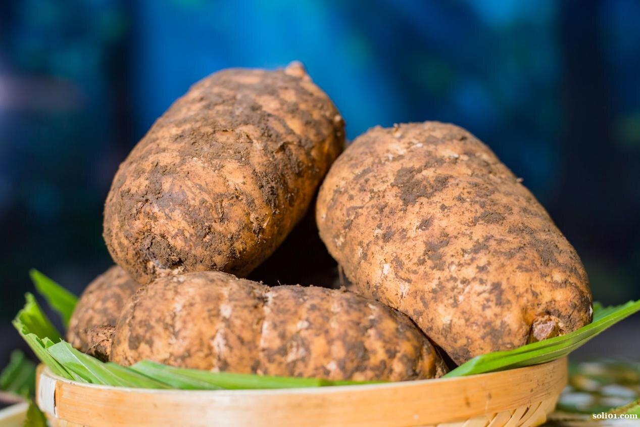 昭通野生天麻图片 昭通野生天麻图片