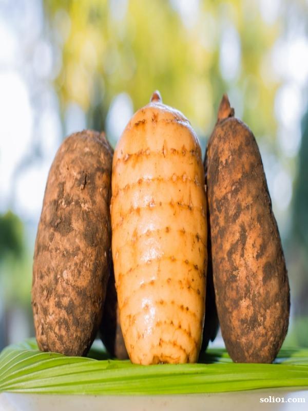 昭通鲜天麻有多少种 昭通鲜天麻有多少种