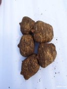 昭通鲜天麻头晕